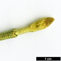 SpeciesSub: subsp. magnificum